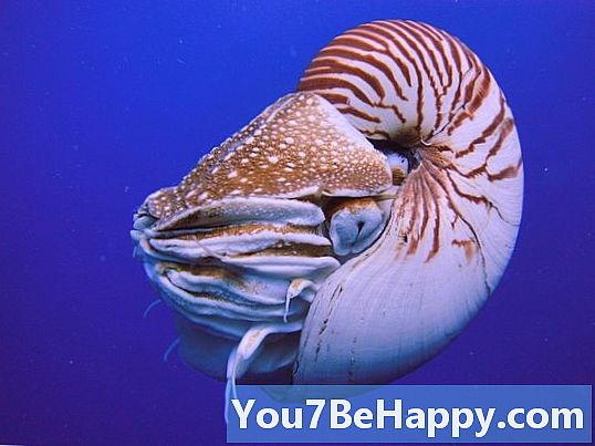 Ammonit mot Nautilus - Vad är skillnaden?