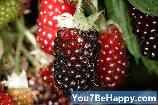 Blackberry vs. Boysenberry-차이점은 무엇입니까?