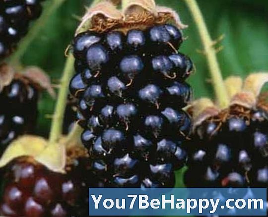 Boysenberry vs Marionberry - koks skirtumas?