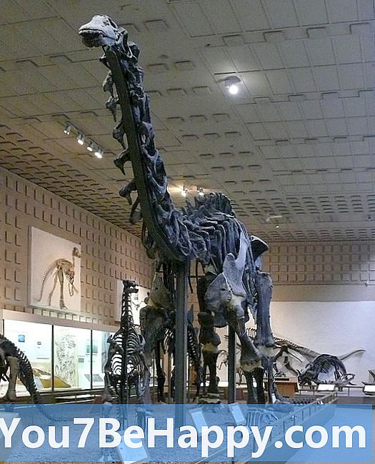 Brachiosaurus vs. Brontosaurus - Mikä ero on?