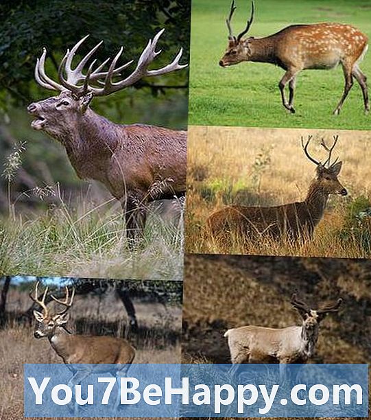 Buck vs. Deer - อะไรคือความแตกต่าง?