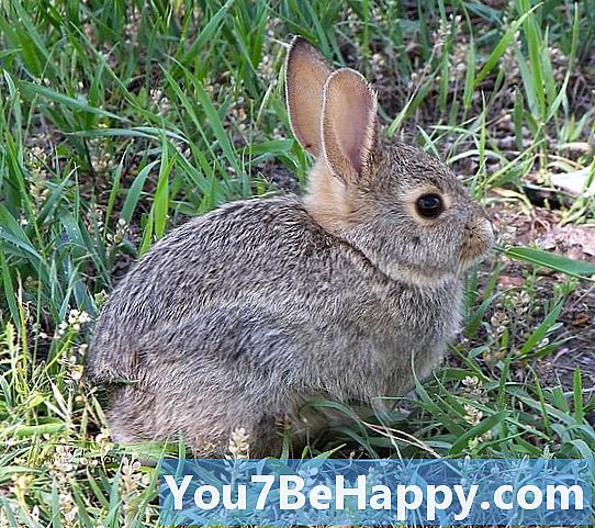 Bunny vs. kanin - Hvad er forskellen?
