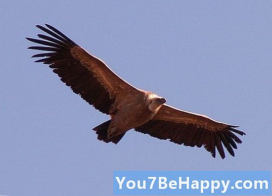 Buzzard vs Vulture - ¿Cuál es la diferencia?
