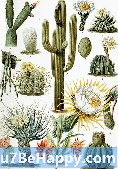 Kaktusz és kaktusz - Mi a különbség?
