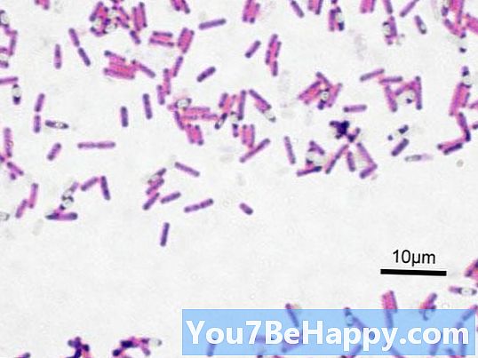 Coccus kumpara sa Bacillus - Ano ang pagkakaiba?