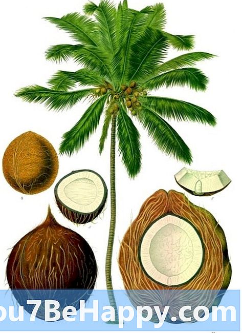 Noix de coco vs noix de coco - Quelle est la différence?