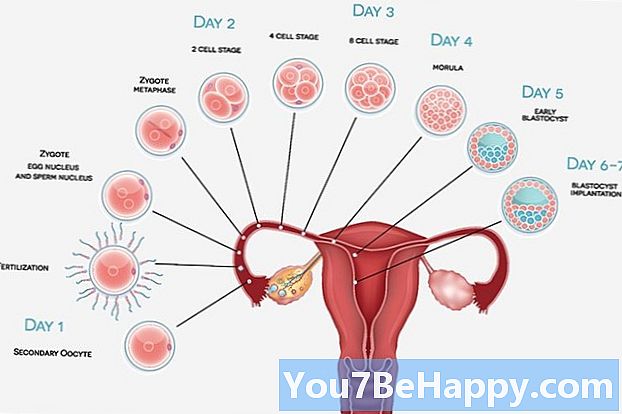 Conception vs. Conceive - อะไรคือความแตกต่าง?