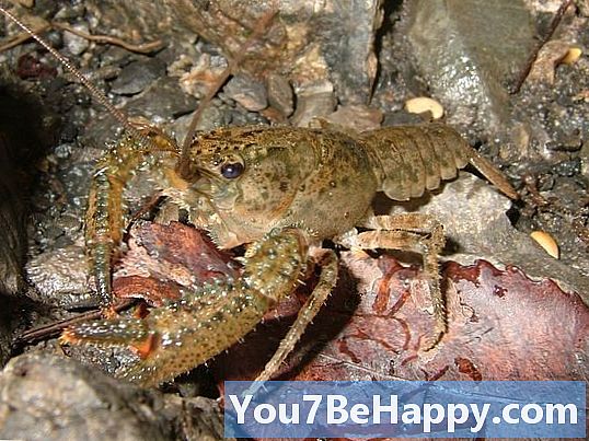 Crawfish vs. Crayfish - Vad är skillnaden?