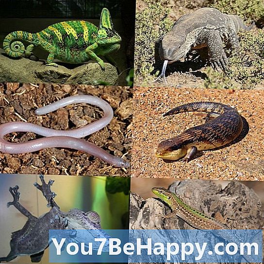 Gecko vs. Lizard - ความแตกต่างคืออะไร?