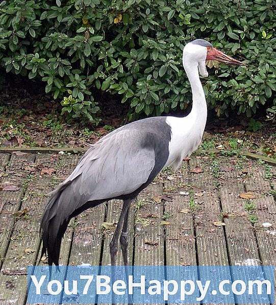 Egret proti žerjavi - v čem je razlika?