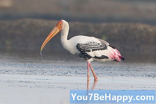 Egret vs. Stork - Vad är skillnaden?