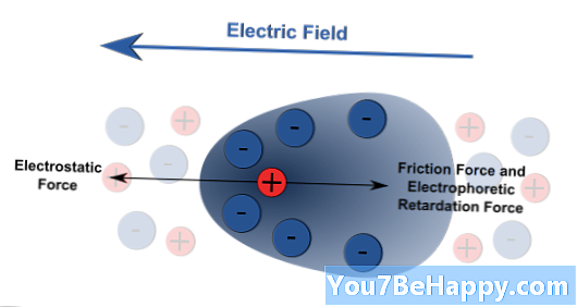Elektroosmosis vs. Elektroforese - Hvad er forskellen?