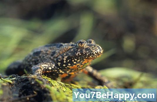 Жаба срещу жаба - Каква е разликата?