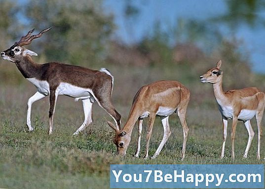 Gazelle vs. Antelope - ما الفرق؟