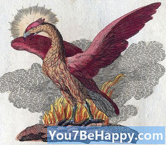 Griffin vs. Phoenix - Hva er forskjellen?
