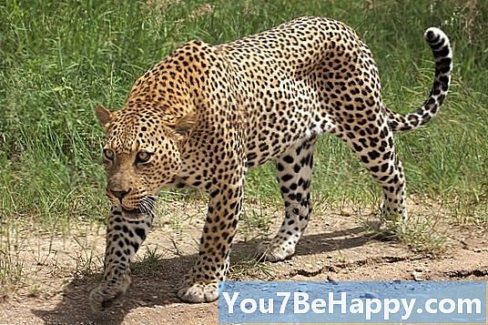Jaguar vs. Leopard - Mikä ero on?