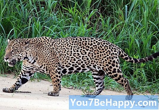 Jaguarundi vs. Jaguar - Mikä ero on?