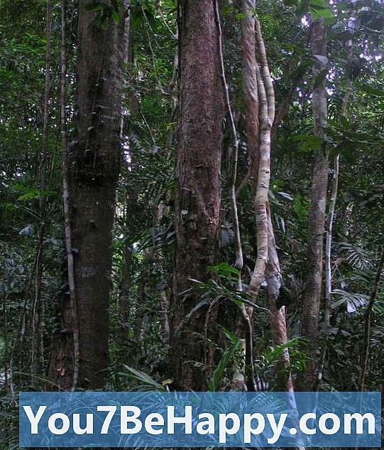 ジャングル対熱帯雨林-違いは何ですか？