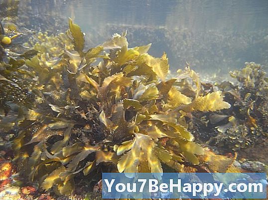 Kale vs. Seaweed - ความแตกต่างคืออะไร?