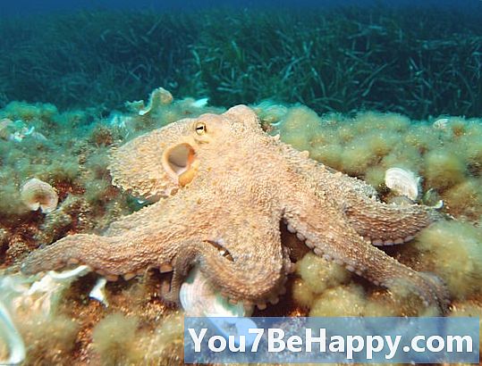 Kraken vs. Octopus - Mikä ero on?