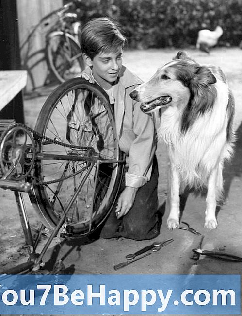 Laddie vs. Lassie - Vad är skillnaden?