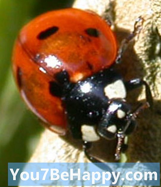 Ladybird vs Ladybug - koks skirtumas?