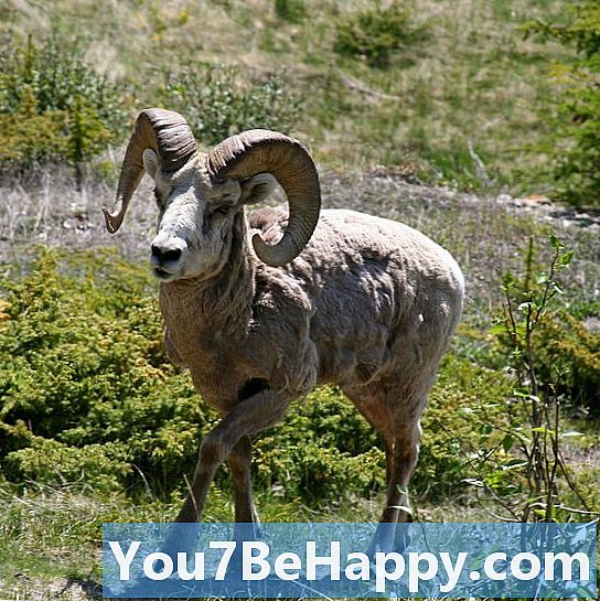 Lamb vs. Ram - Quelle est la différence?