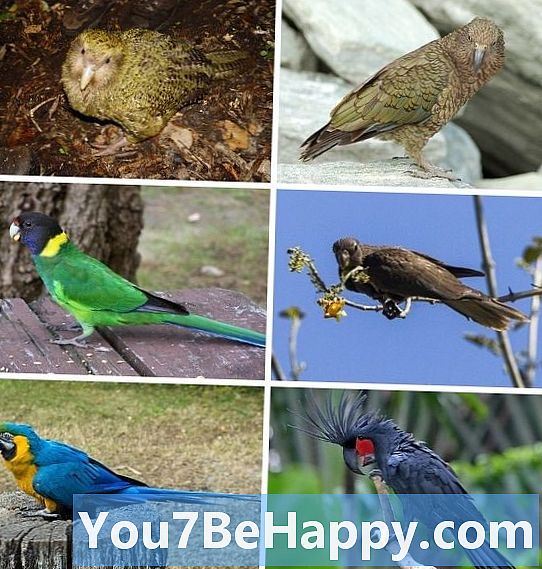 Macaw vs. Parrot: quina diferència hi ha?