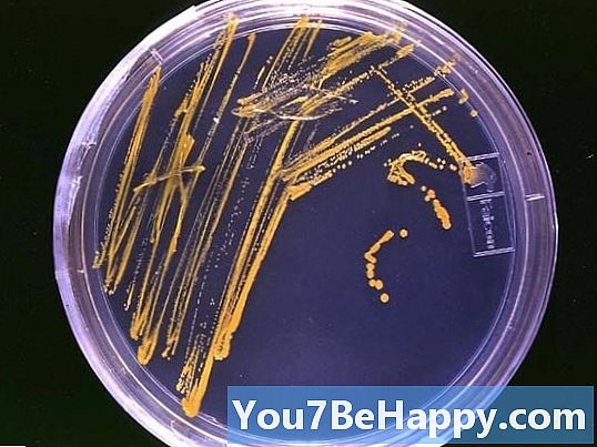 Makrobiologie vs. mikrobiologie - jaký je rozdíl?