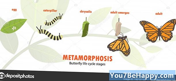 Metamorfóza vs. Metamorfóza - v čem je rozdíl?