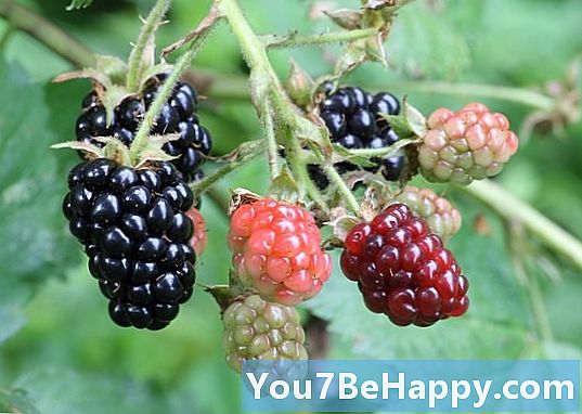 Mulberry vs. Blackberry - Hva er forskjellen?