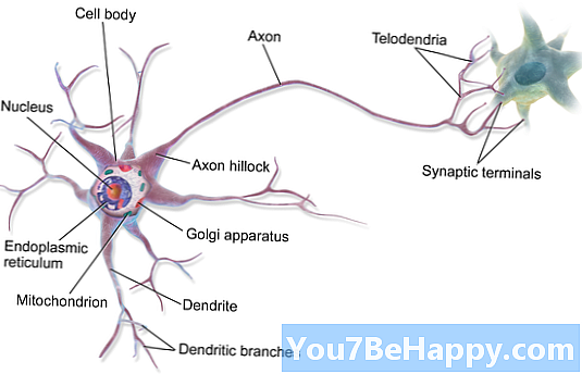Neuron vs. Axon - Каква е разликата?