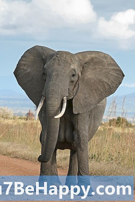 Oliphaunt vs Elephant - Kāda ir atšķirība?