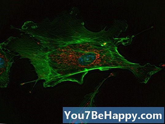 Organizmus és sejt - Mi a különbség?
