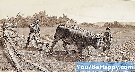 Lembu vs Lembu - Apa bedanya?