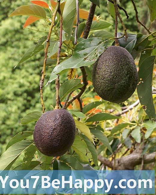 Hruška proti avokadu - v čem je razlika?