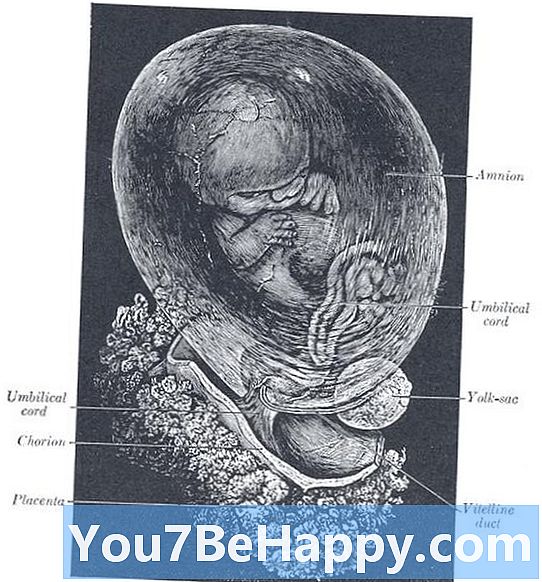 Fetus vs. Fetus - อะไรคือความแตกต่าง?