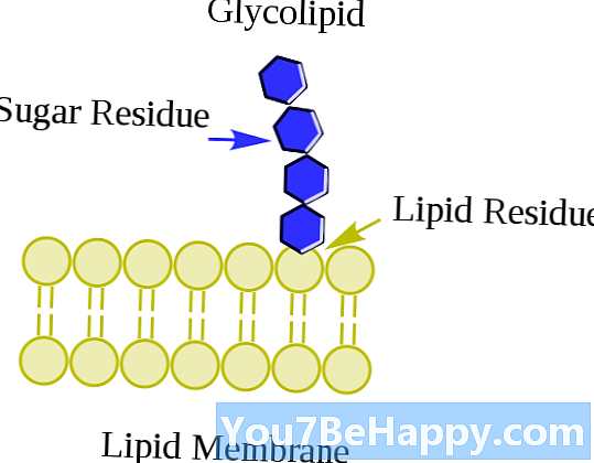 Phospholipid vs. Glycolipid - ความแตกต่างคืออะไร?