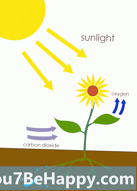 Photoautotroph vs. Photosynthesis - ¿Cuál es la diferencia?