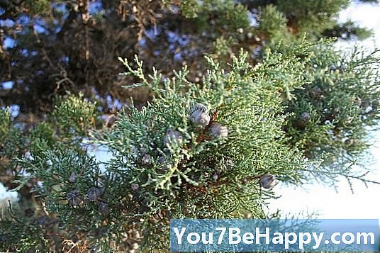 Pine vs. Cypress - Hva er forskjellen?