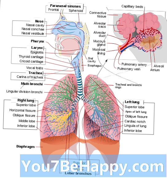 Pneumologie vs. plicní - jaký je rozdíl?