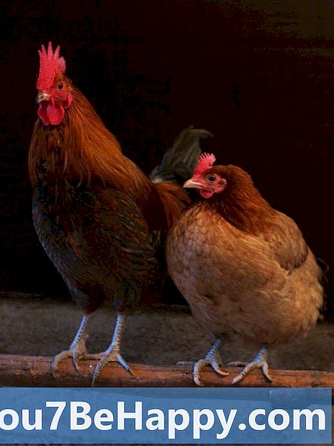 Перад против пилетине - у чему је разлика?
