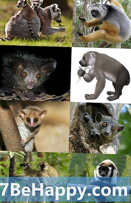 Pesukarhu vs. Lemur - Mikä ero on?