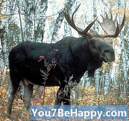 Reindeer vs. Moose - Qual è la differenza?
