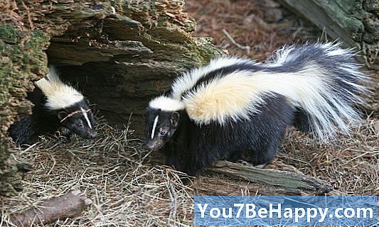 Badger vs Skunk - Quelle est la différence?