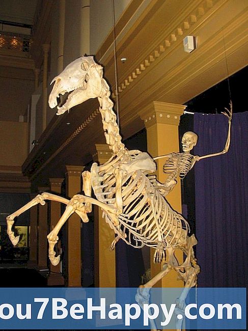 Esqueleto versus esqueleto: ¿cuál es la diferencia? - Diferentes Preguntas