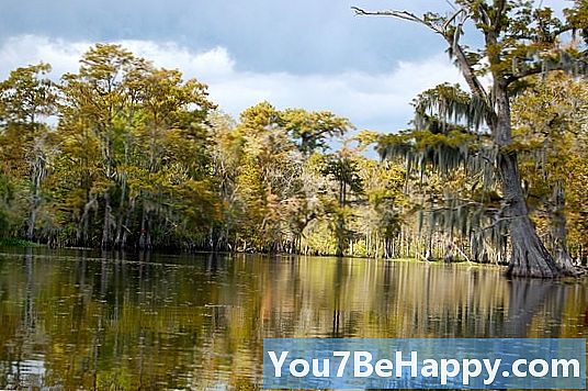 Swamp vs. Bayou - Hva er forskjellen?