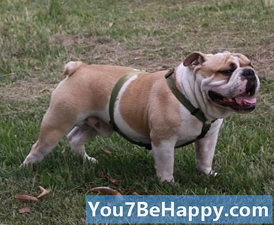 Terrier vs. Bulldog - อะไรคือความแตกต่าง?