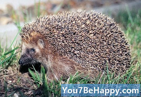 Groundhog vs. Hedgehog - Каква е разликата?