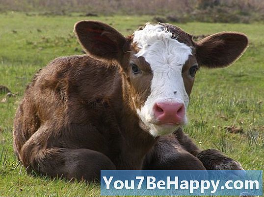 Kalvekjøtt vs. kalv - Hva er forskjellen?